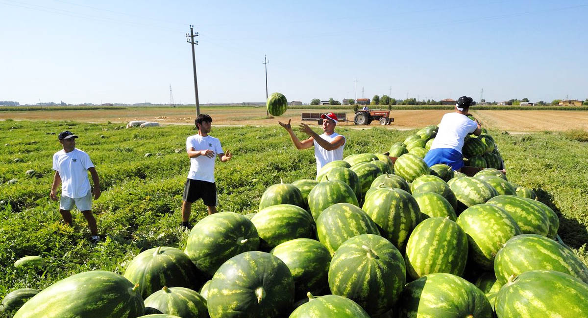 730/2025: quadro RU dal redditi PF per agricoltori sotto soglia